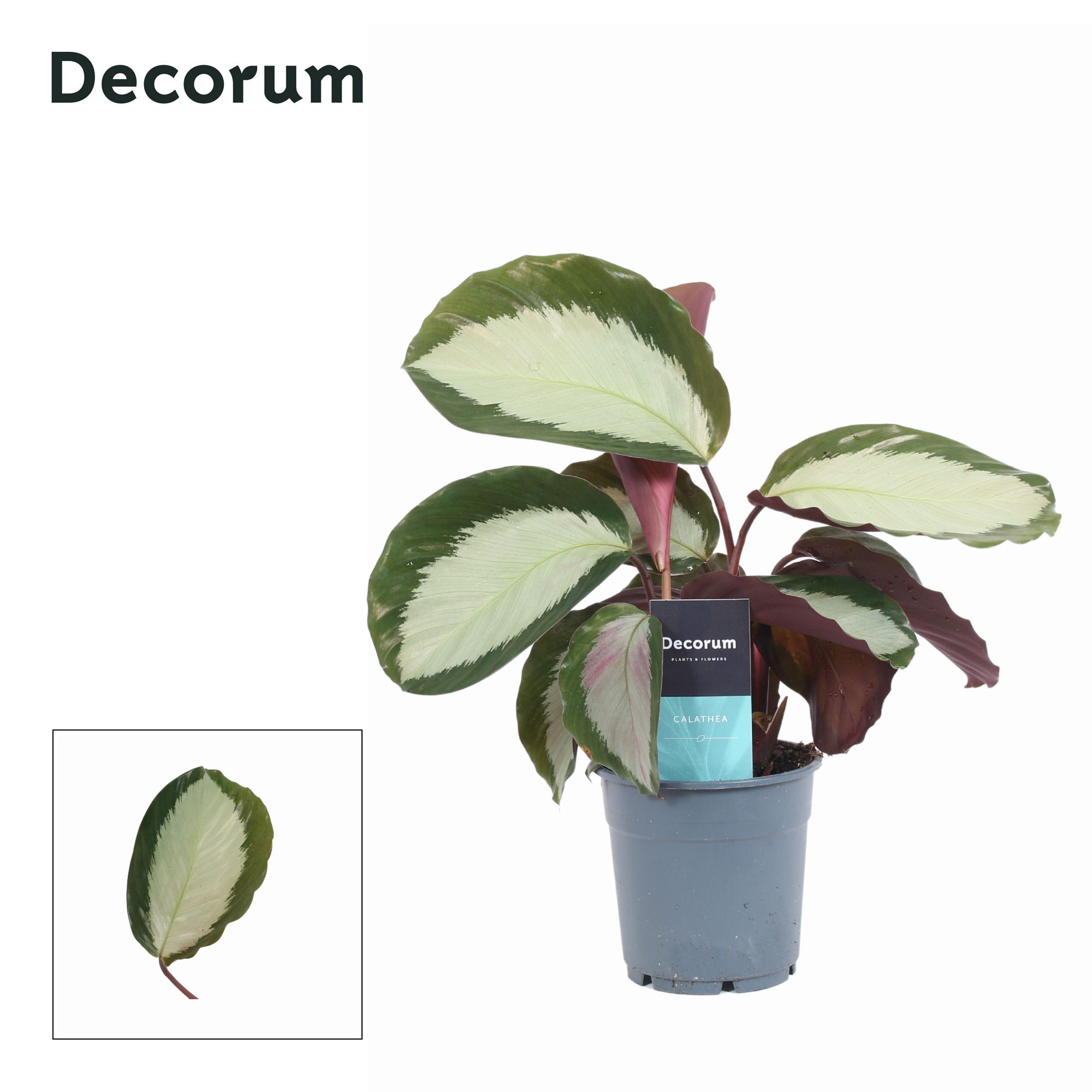 Calathea Royal Standaard (Decorum), D 12