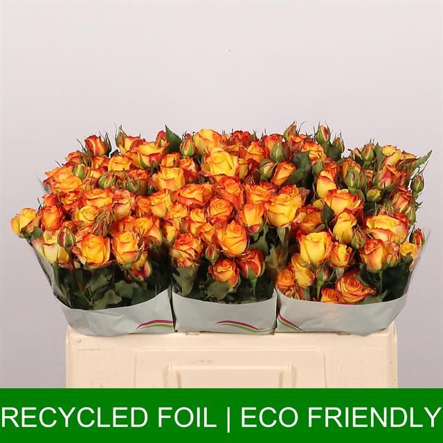 Роза куст. Айлайнер 50, шт.