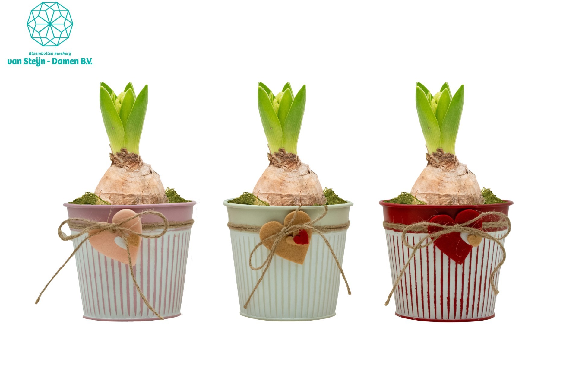 Hyacinthus 'Valentine's Heart' (Without Moss), D 10