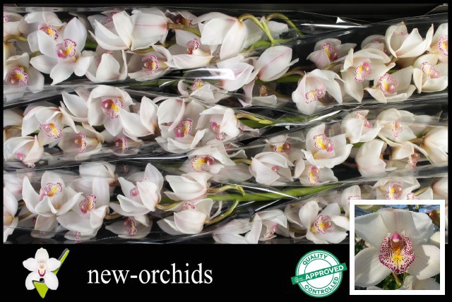 Цимбидиум Ноордерлихт x6 80, шт.