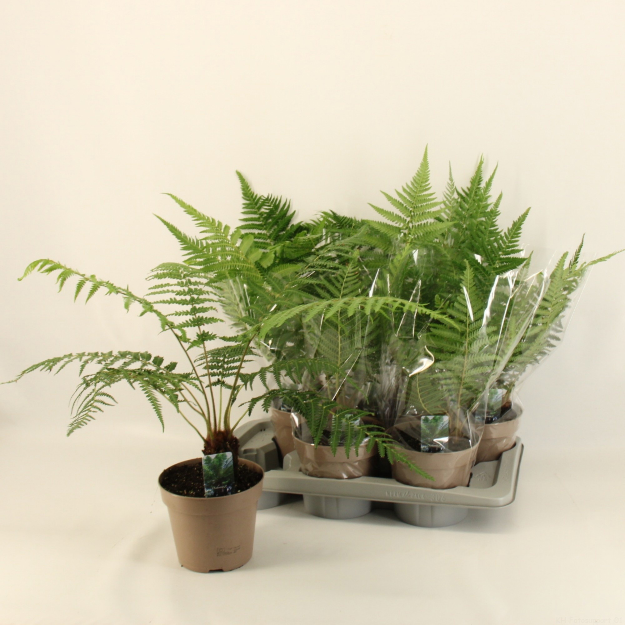 Dicksonia Antarctica / Boomvaren 17cm, D 17