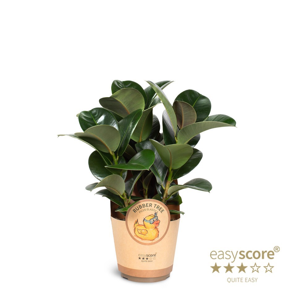 Ficus elastica `Sofia´, D 17