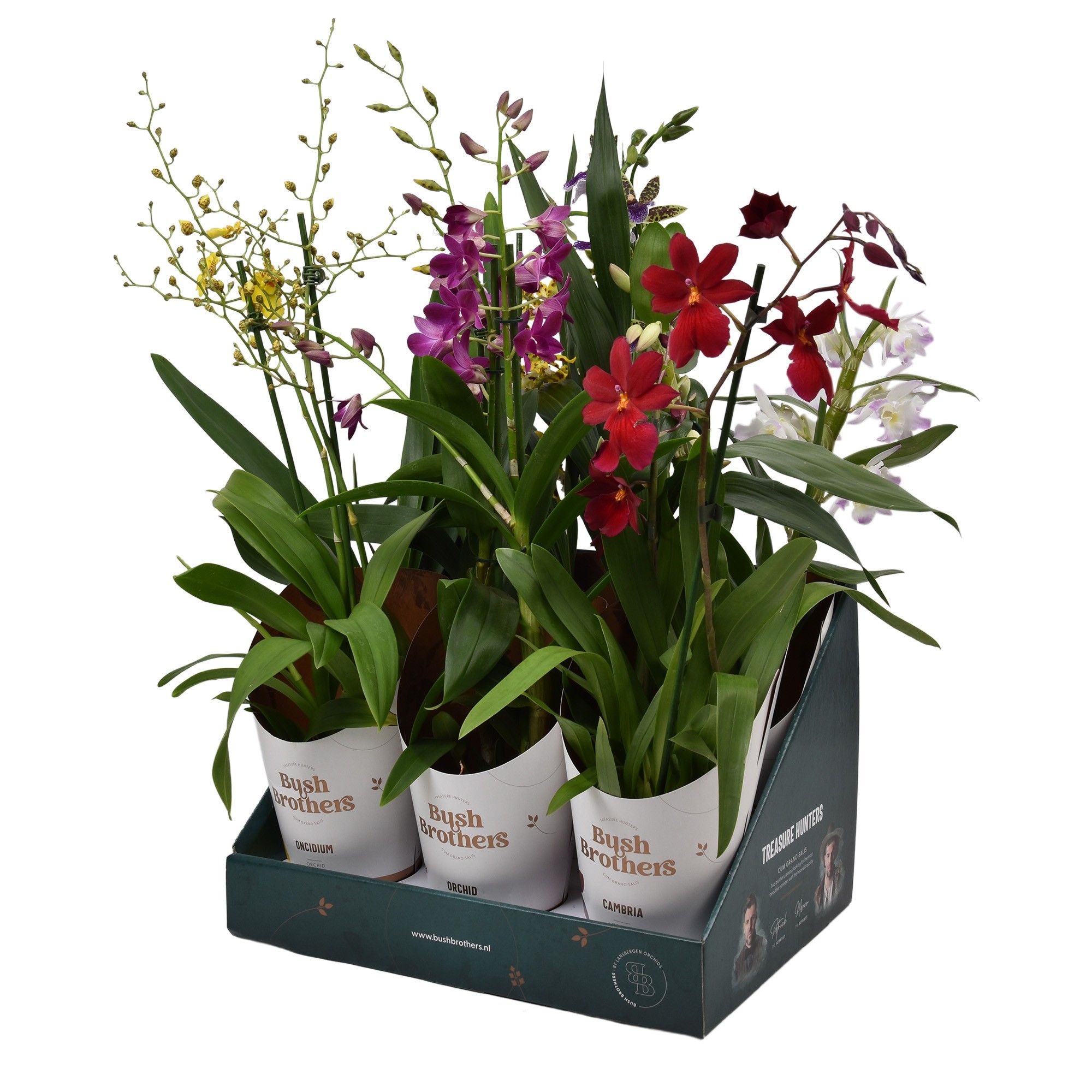 Orchideeën mix 2 tak in Bush Brothers showdoos met potcover, D 12