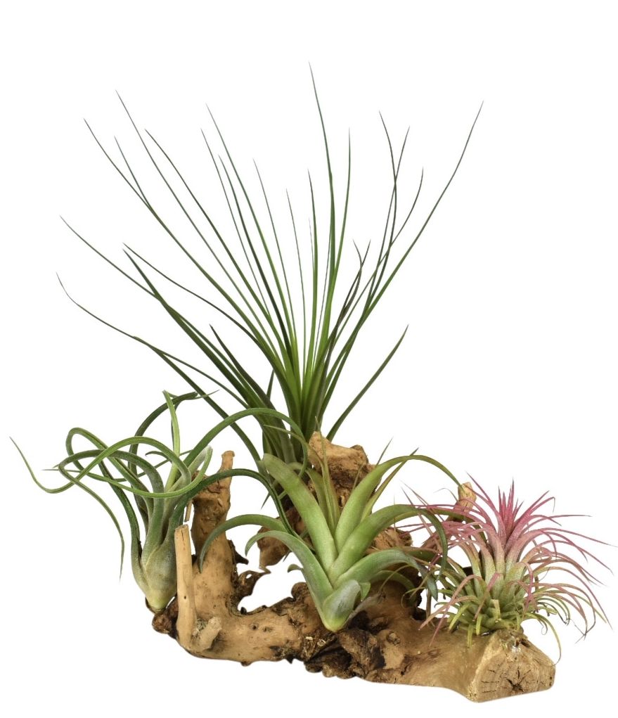 tillandsia hout large, D 17