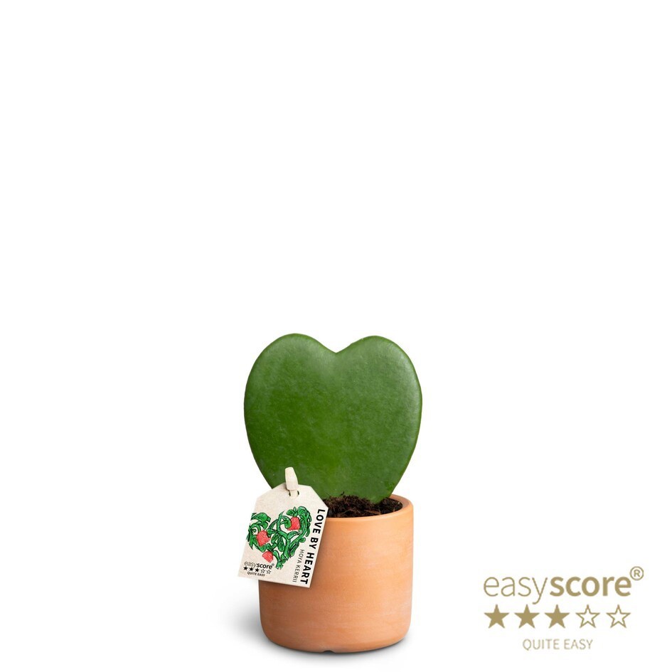 Raw Terracotta, Hoya kerrii, Single, D 7