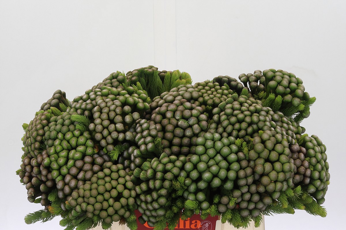 Бруния Альбифлора 40, шт.