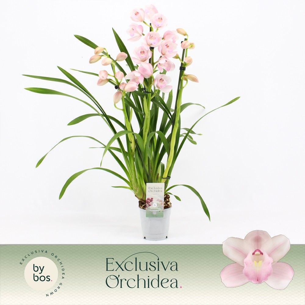 Cymbidium, Pink Bell 3-spike 'Exclusiva Orchidea', D 12