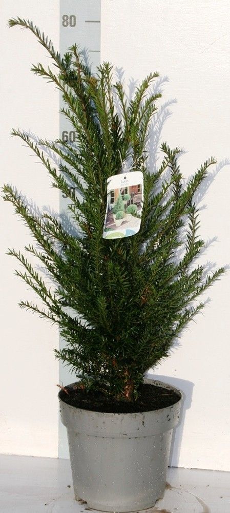 Taxus baccata, D 23