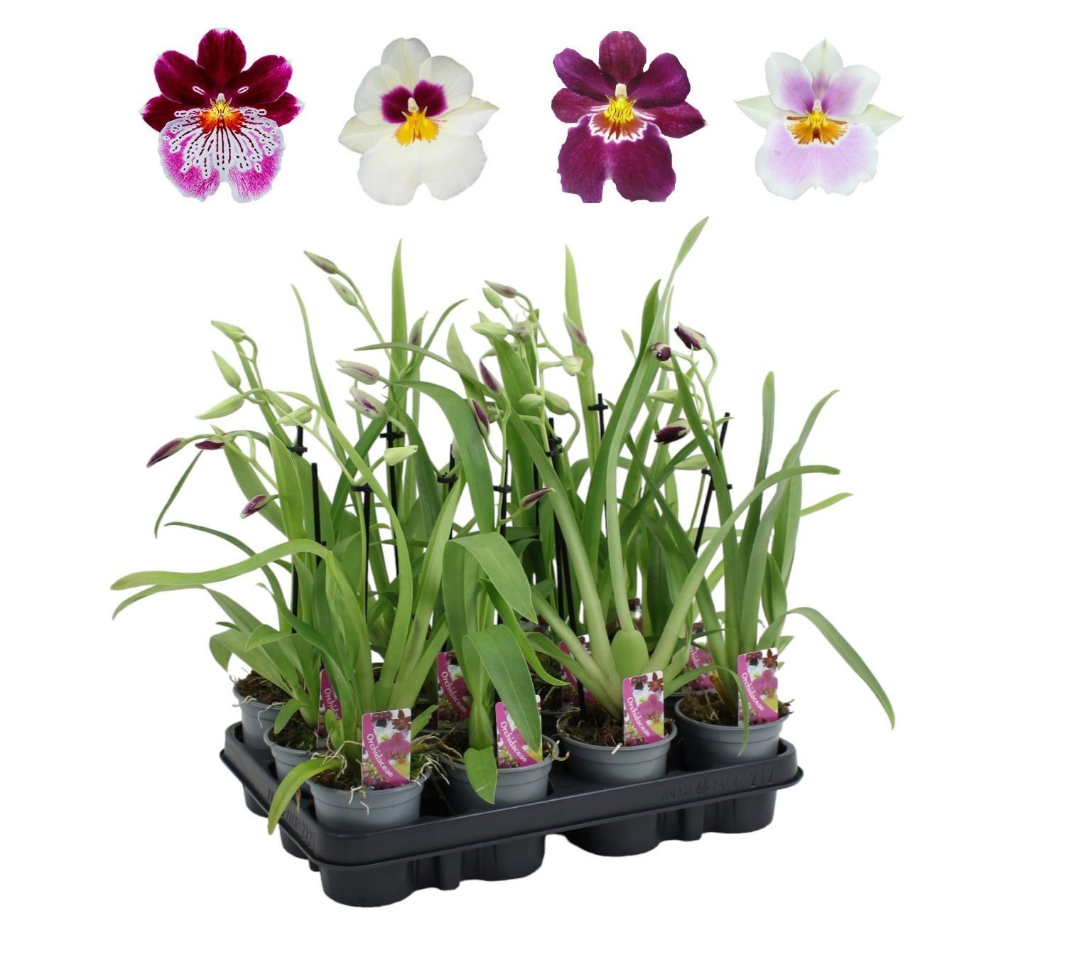 Miltoniopsis mix 9 cm 1 spike basic, D 9