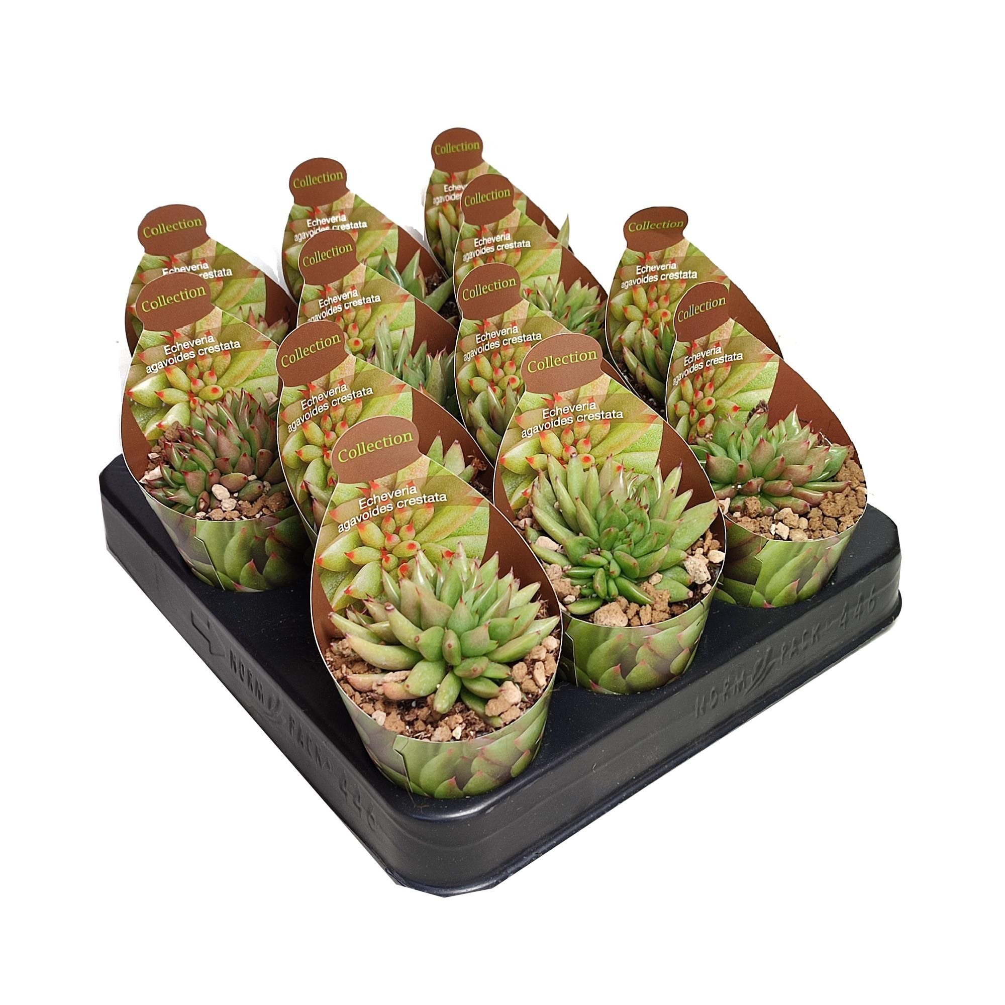 ECHEVERIA AGAVOIDES CRESTATA - POT Ø 6,5 - COLLECTION WITH POTCOVER (SUCCULENTEN), D 6,5