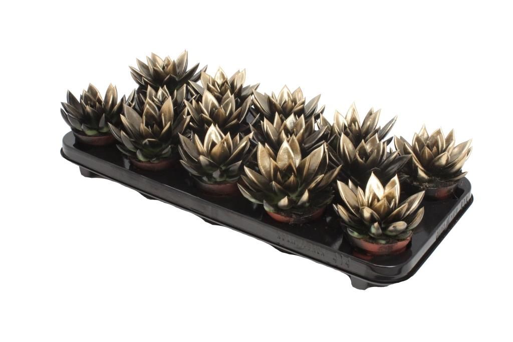 Miranda bicoloured black/gold, D 8,5