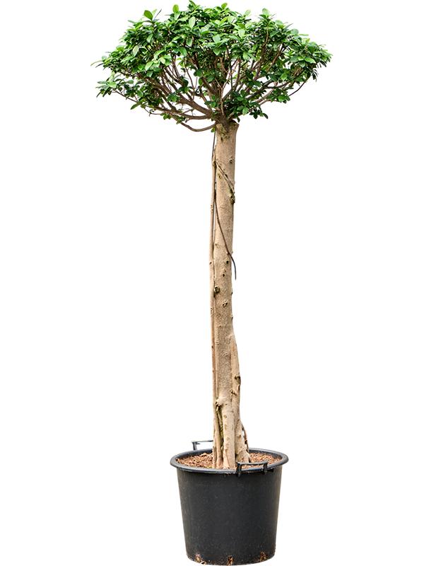 Ficus microcarpa 'Compacta', D 45