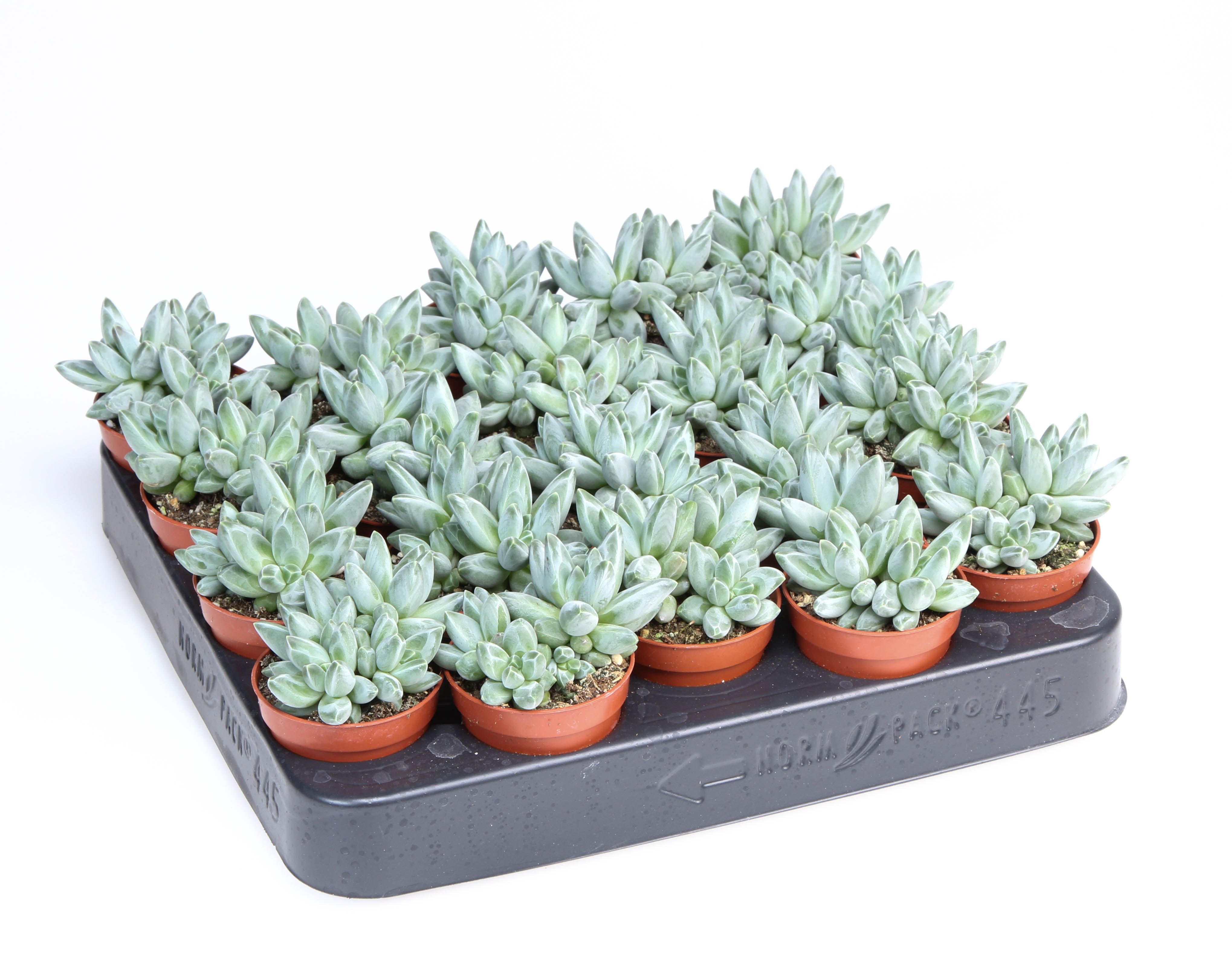 Pachyphytum Compactum, D 5,5