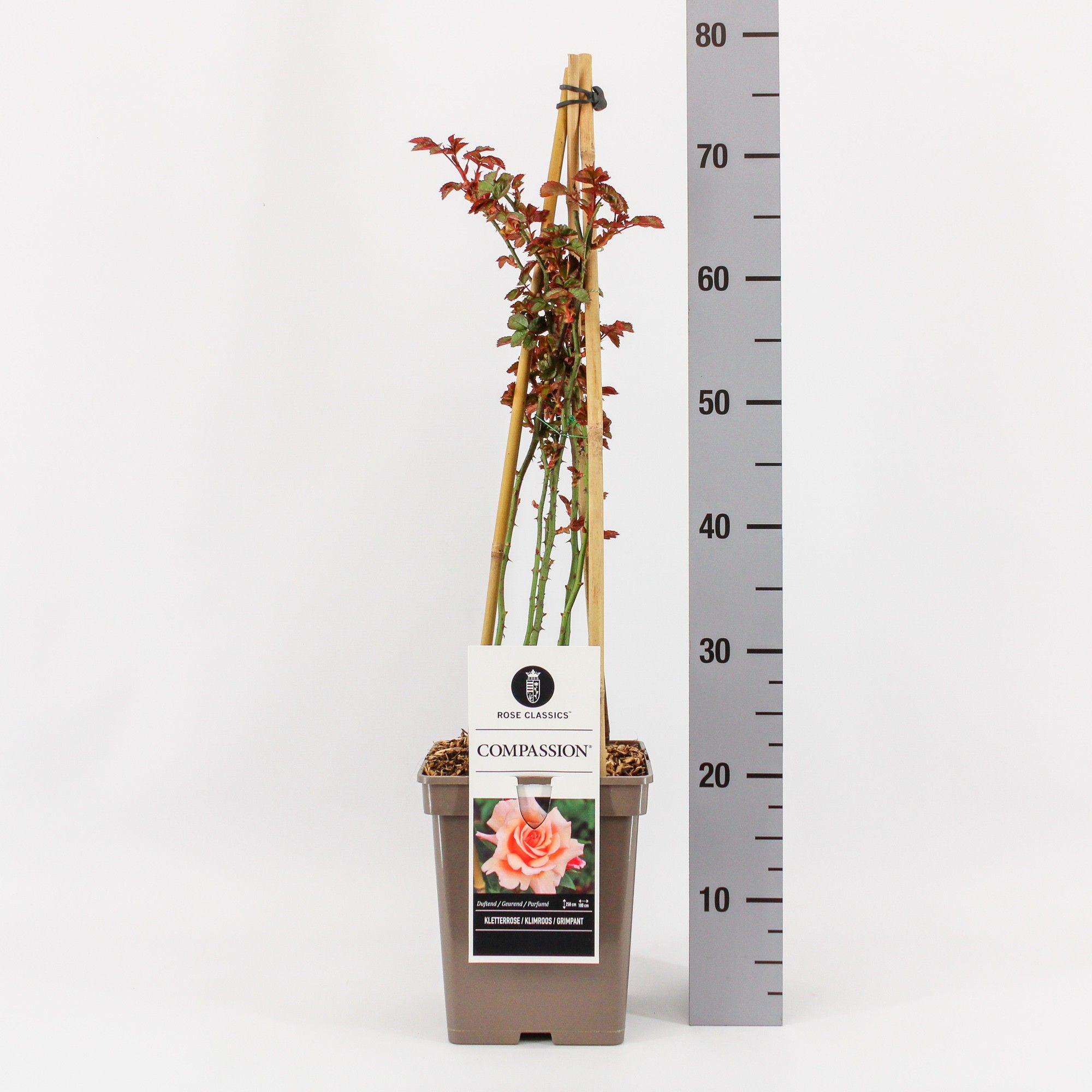 Rosa (K) Compassion ®, C5, 4 stok 90 cm, D 23