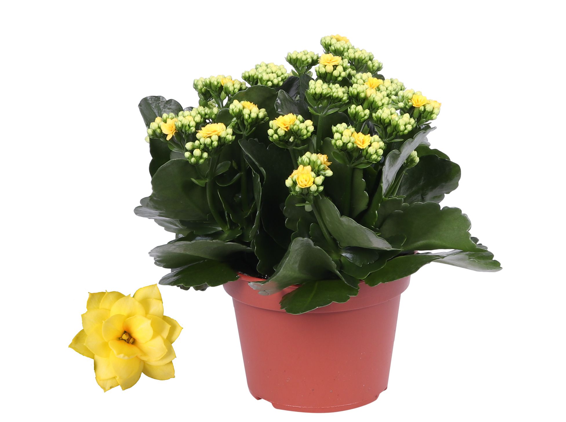 Kalanchoe Rosalina 15cm Don Amarillo geel, Zonder hoes, D 15