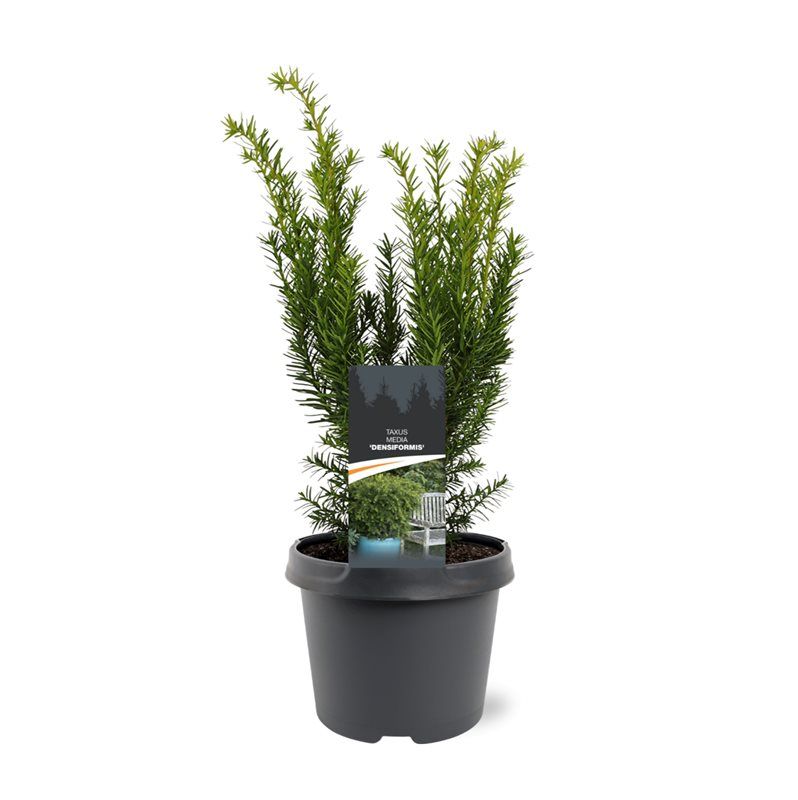 Taxus media 'Densiformis', D 19
