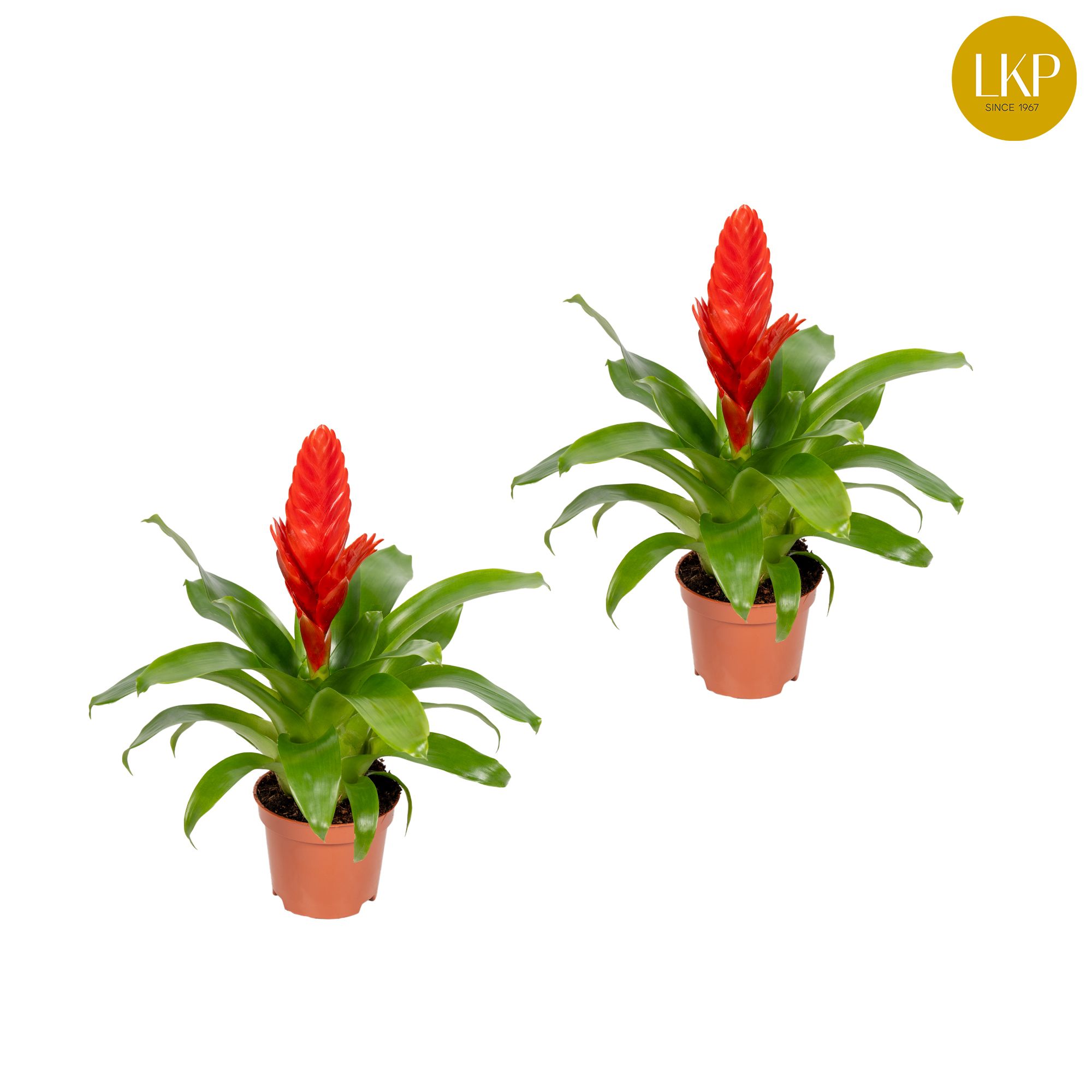 Vriesea Kallisto Rood (Zonder Hoes), D 10,5