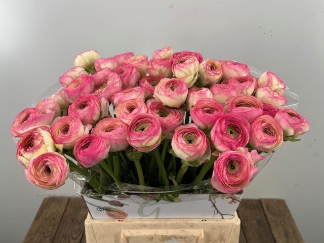 Ранункулус Саксесс Фелисидад 40, шт.