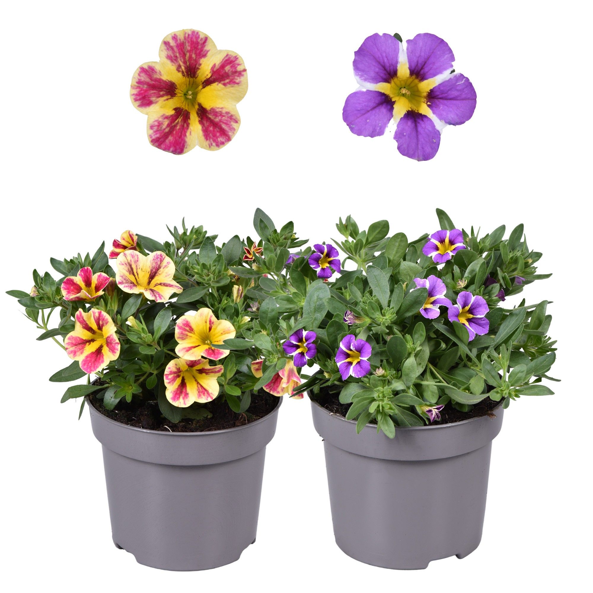 Calibrachoa 2-kleurig mix, D 12