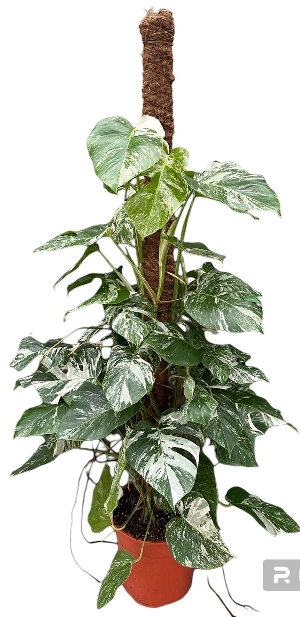 Monstera Deliciosa Variegata, D 27