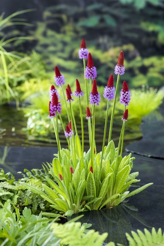 Primula vialii, D 9