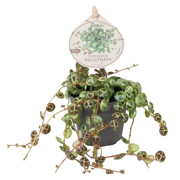 Peperomia Prostrata W. Label 6 cm, D 6 cm Peperomia Prostrata W. Label 6 cm, D 6 cm