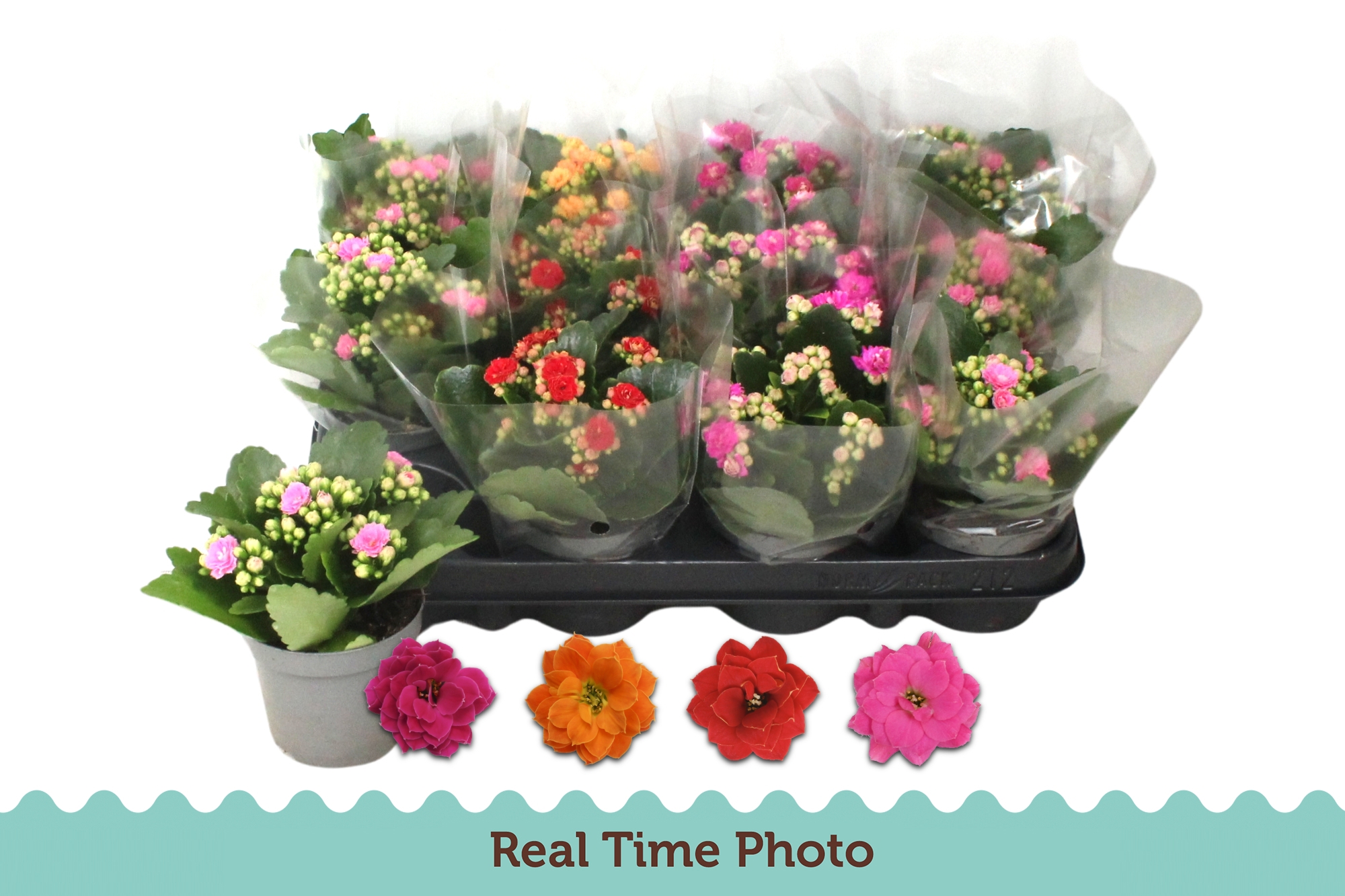 Kalanchoe Double Mix 4 kleuren, D 9 cm