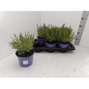 381 VF : Pot 17 cm Lavendel Hidcote blue, D 17
