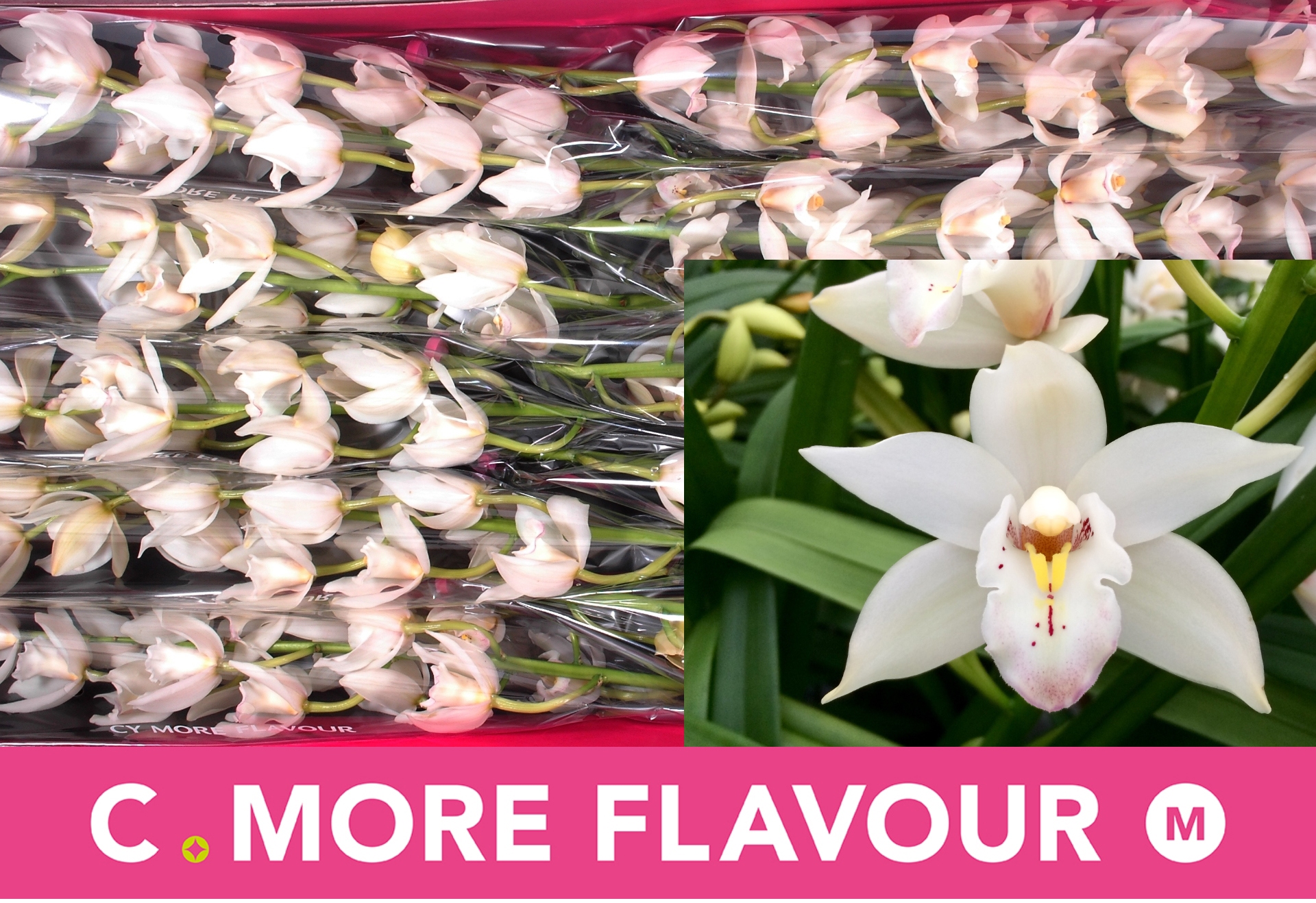 Цимбидиум мини Марго x10 60, шт.