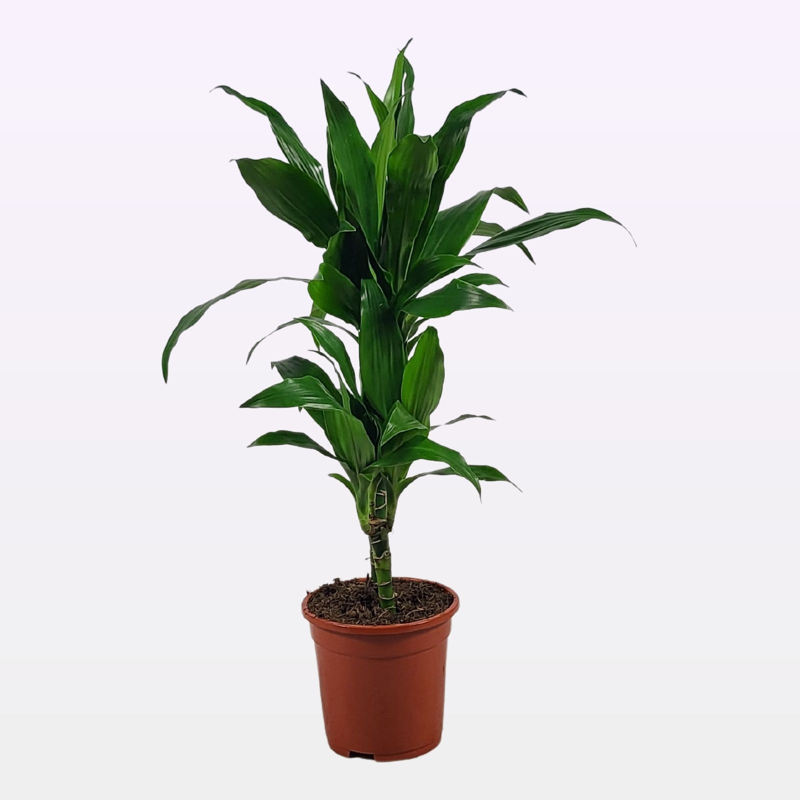 Dracaena Janet Craig 30-10 75cm, D 17