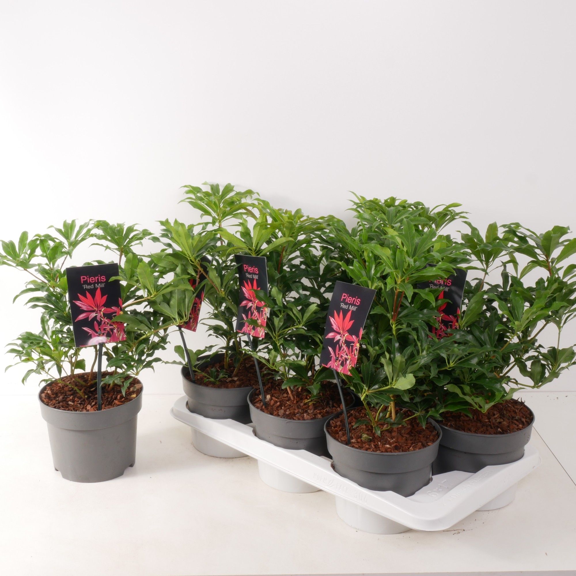 Pieris jap. 'Red Mill' P17, D 17 cm