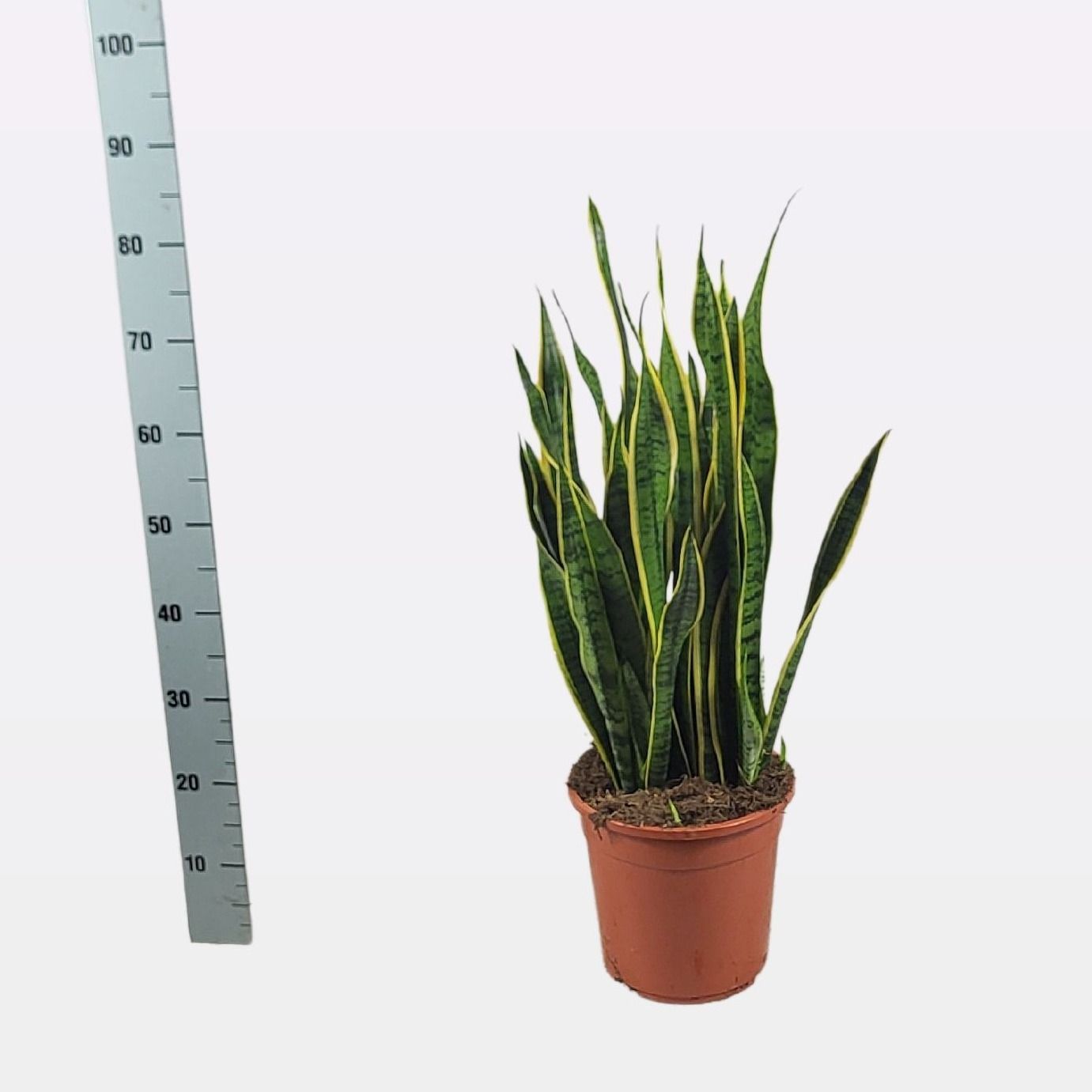 Sansevieria trifasciata 'Laurentii' 80cm, D 24