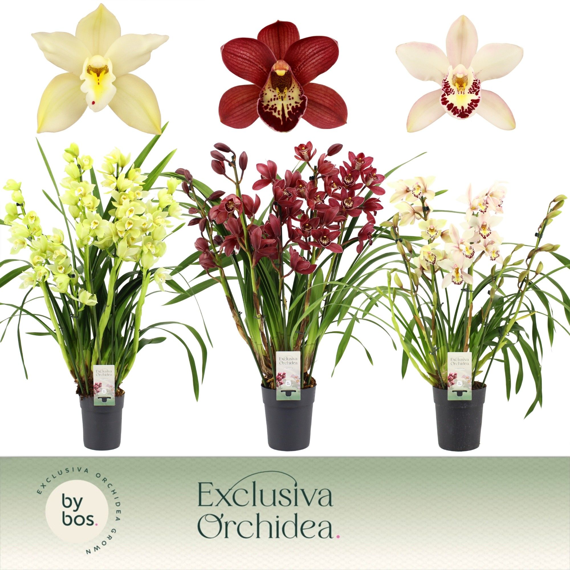 Cymbidium, Mix 5-spike P14 'Exclusiva Orchidea', D 14