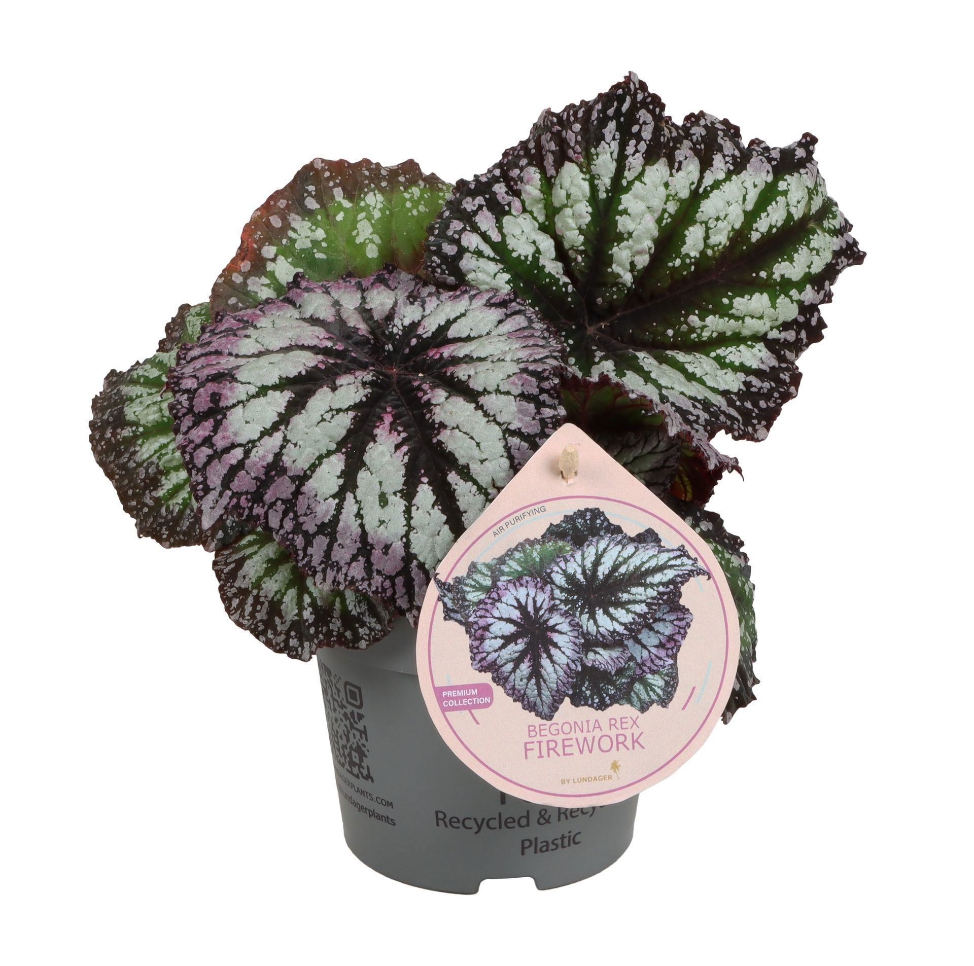 Begonia Rex Cultorm Fireworks 12cm, D 12