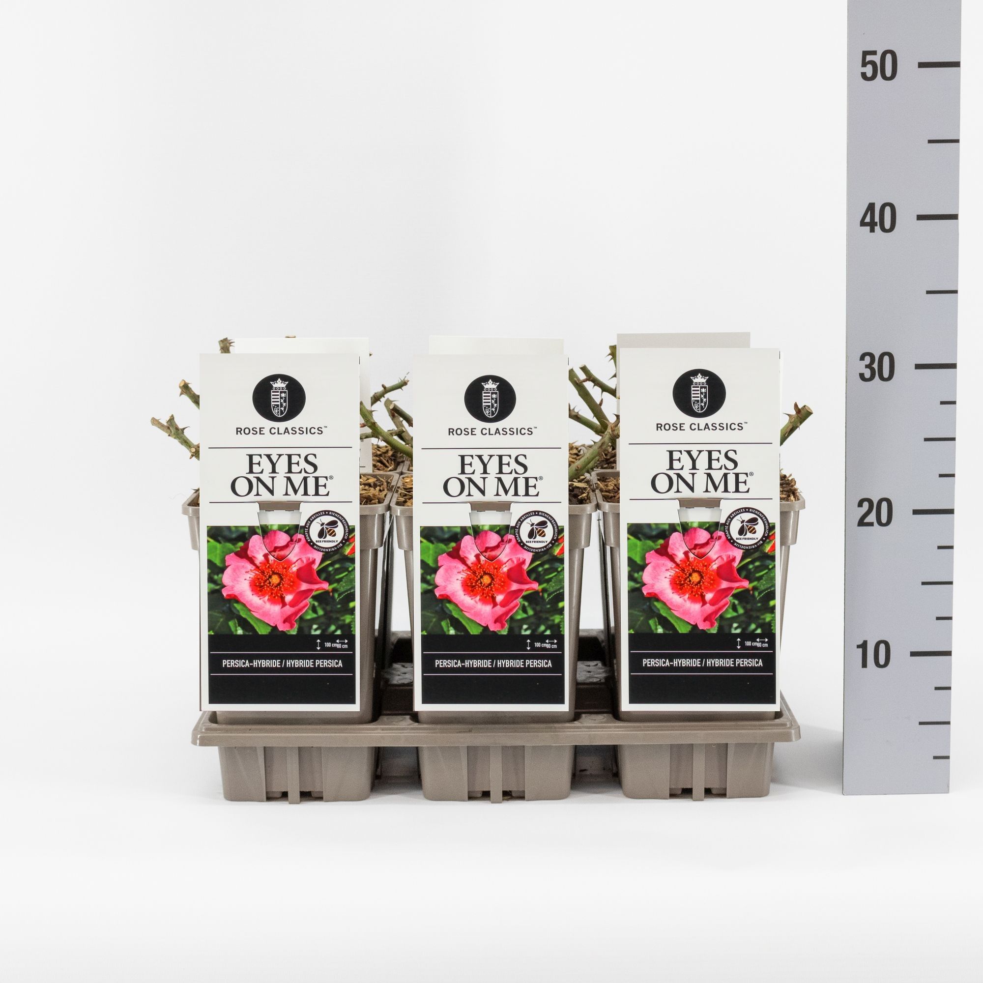 Rosa (Persica) Eyes on me ®, C3, D 17