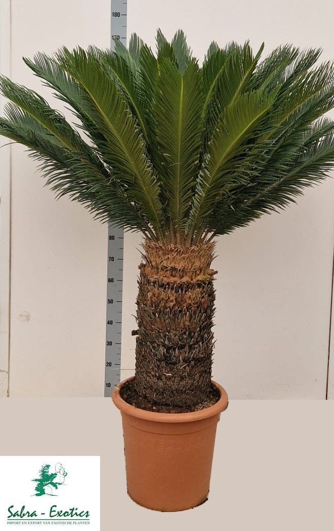 Cycas revoluta, D 50 cm Cycas revoluta, D 50 cm