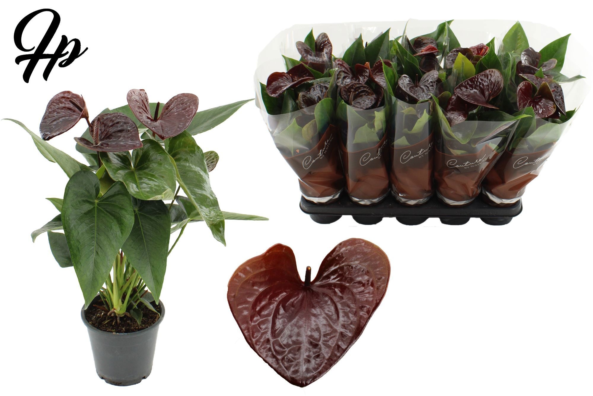 Anthurium 12 cm Essencia in Couture sleeve, D 12