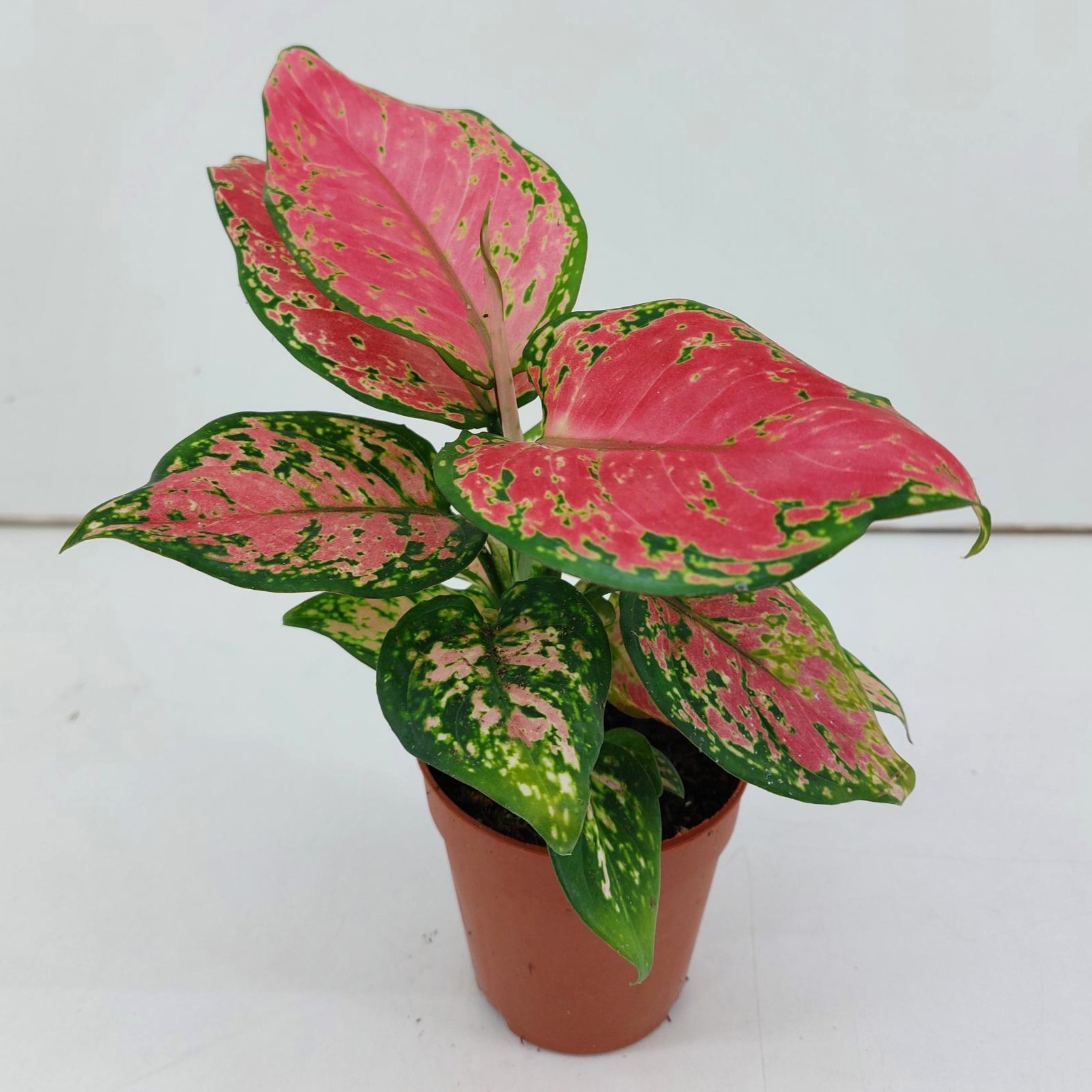 Aglaonema Cherry Baby P9, D 9