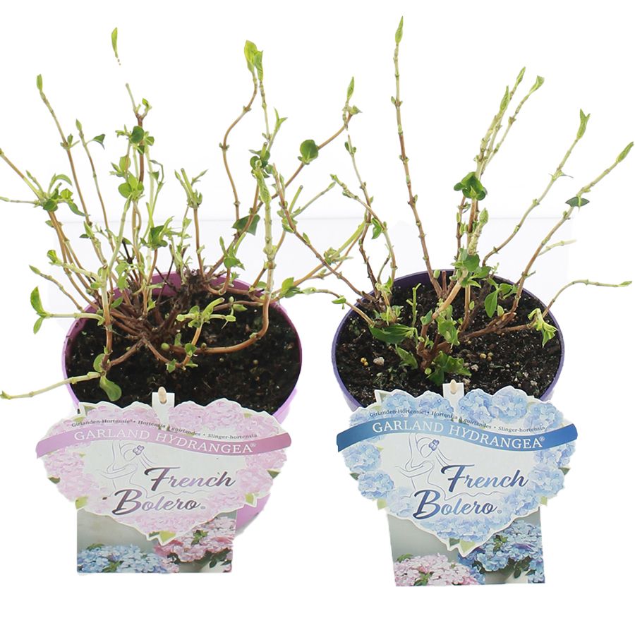 Hydrangea hybr. 'French Bolero'® MIX C2 (17cm.), D 17
