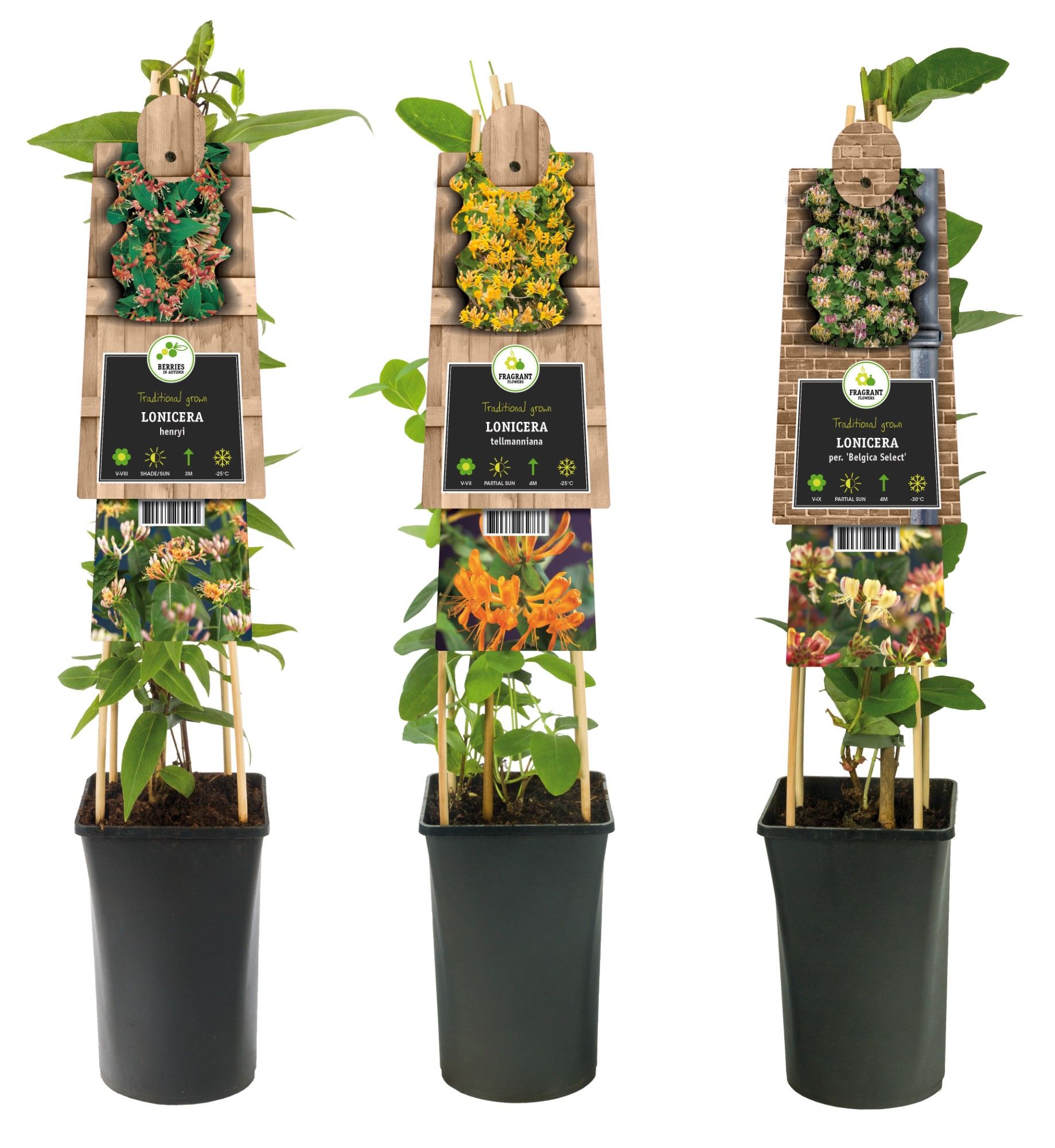 Mixshelf Lonicera +3.0 label, D 17