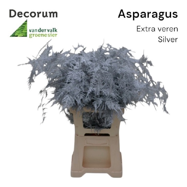 Аспарагус Овериг Крашеный (краш. ) 65, шт.