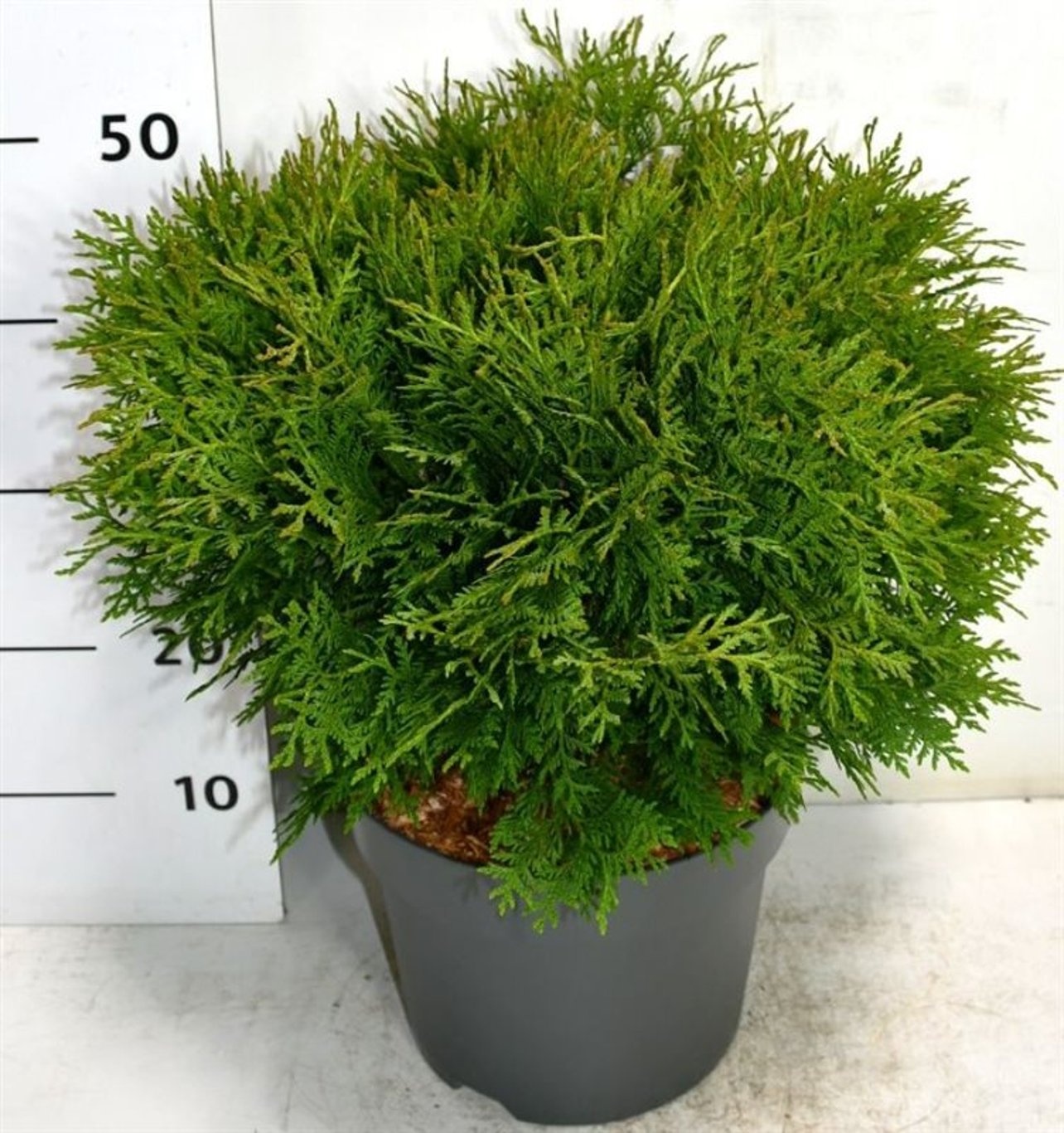 Thuja occ. 'Woodwardii', D 26 cm