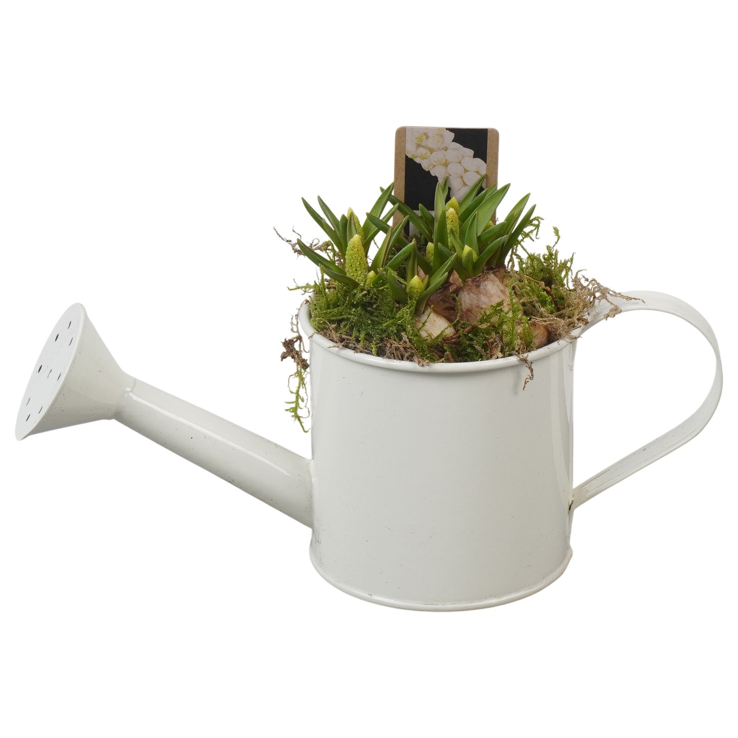 PTWMB8106 Arrangement Muscari White in metalen gieter, D 9