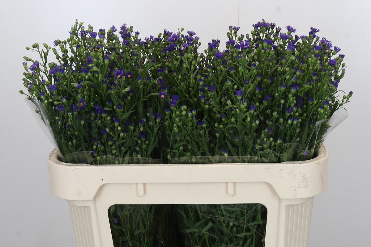 Астер Касамаре 70, шт.