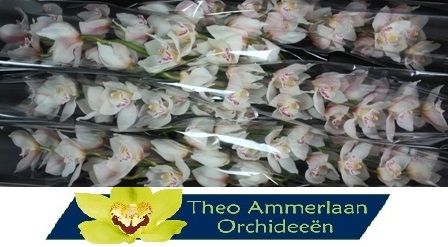 Цимбидиум Стеффи x6 80, шт.