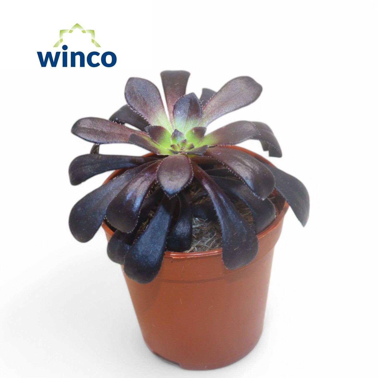 Aeonium Schwartzkopf, D 5,5