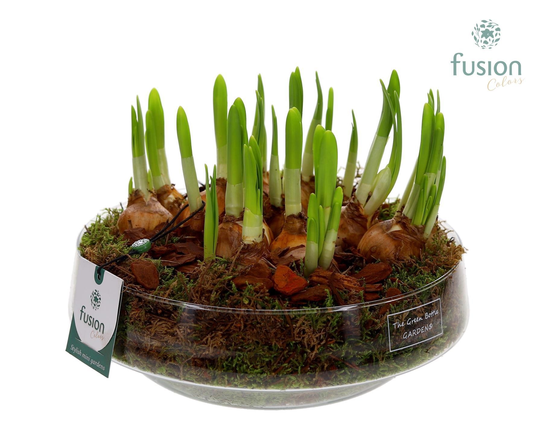 Green Bottle Iris Large met Narcissus, D 24