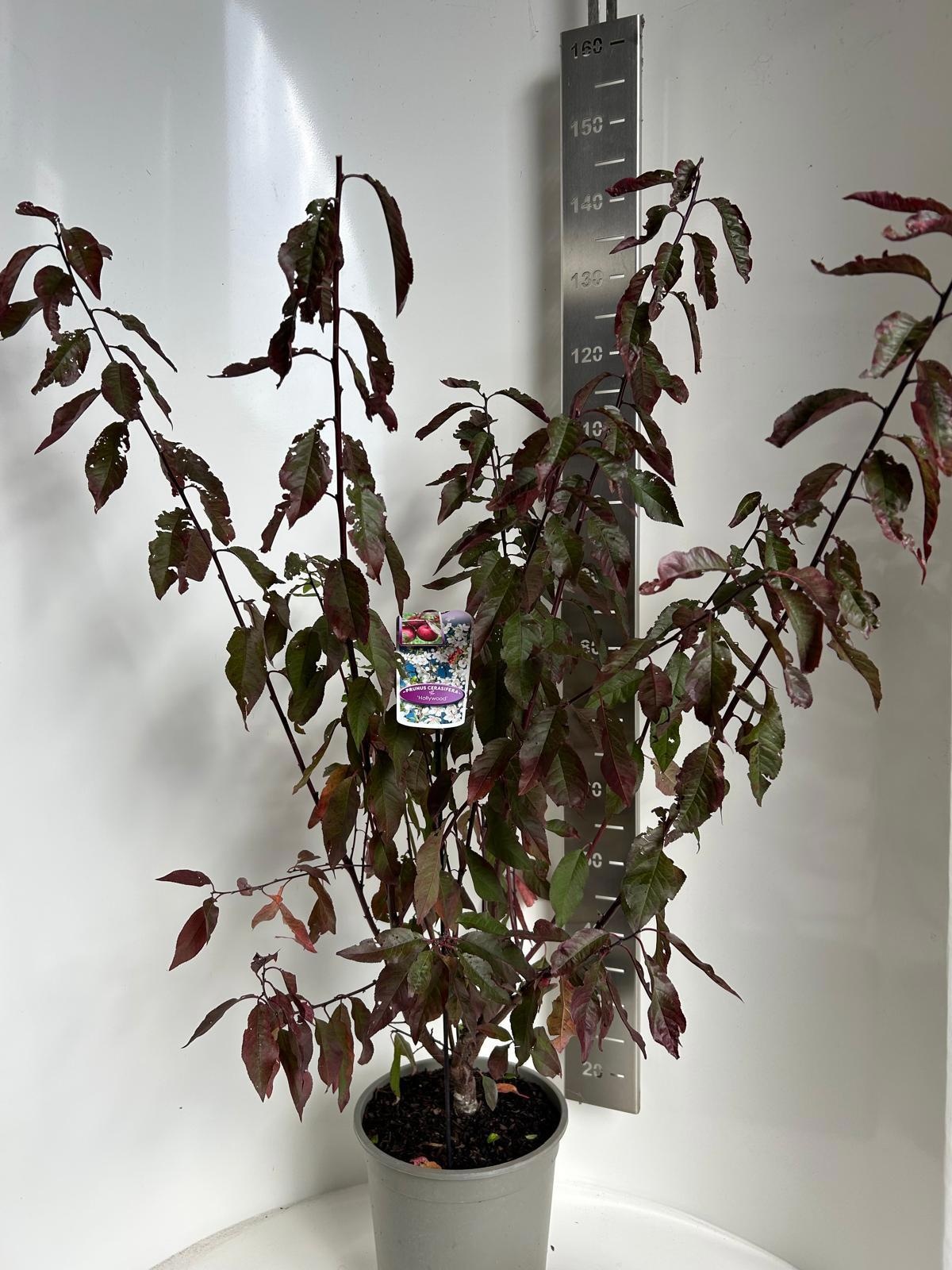 Prunus cerasifera 'Hollywood', D 29 cm