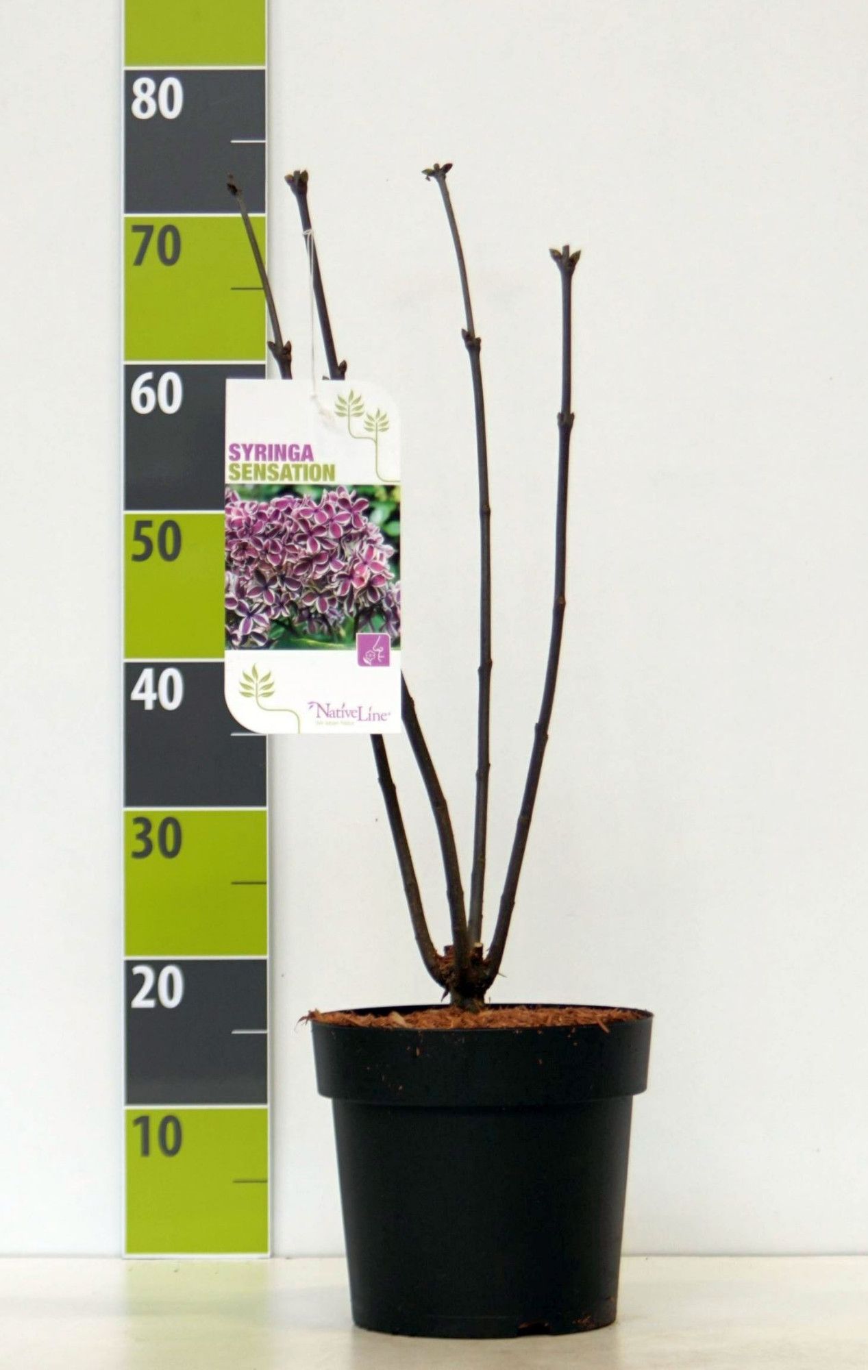 Syringa 'Sensation' C 4,6, D 23