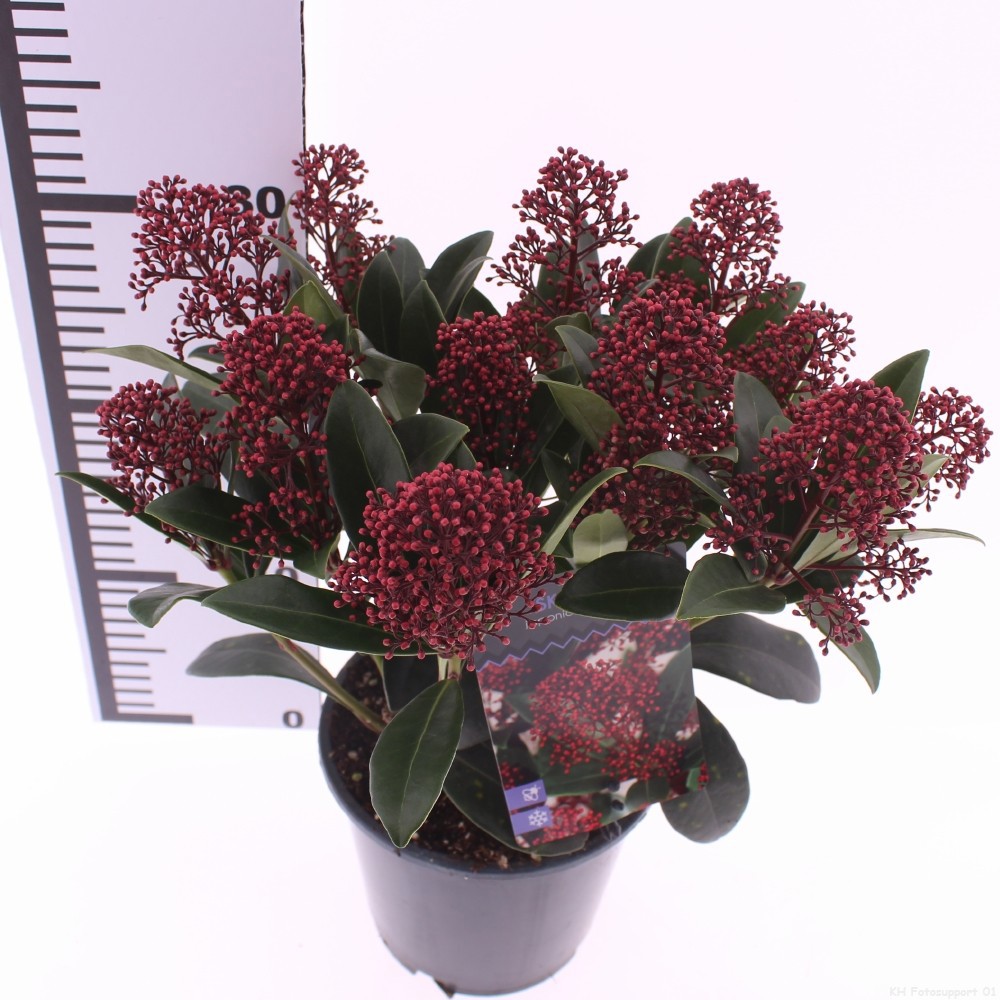 Skimmia jap. 'Rubella', D 15
